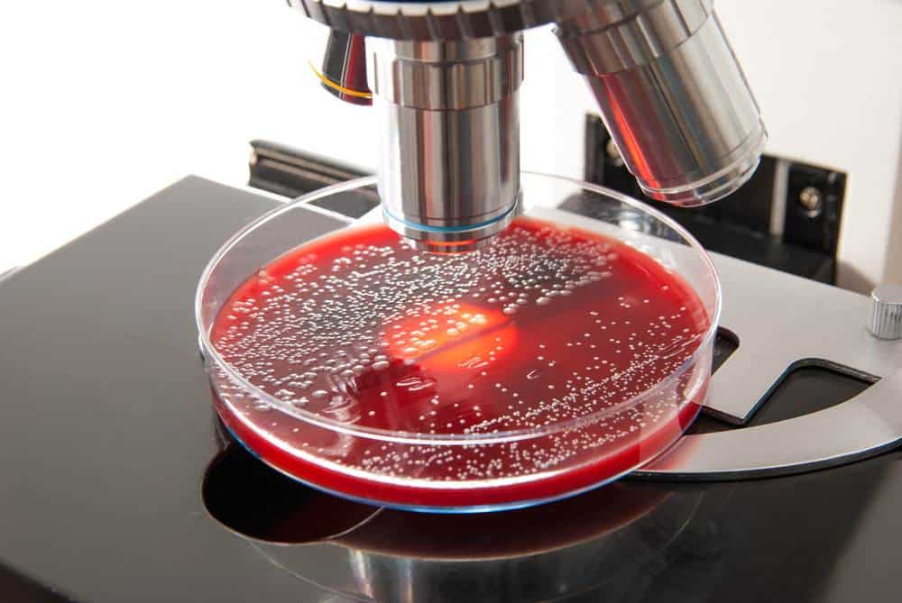 microbiology